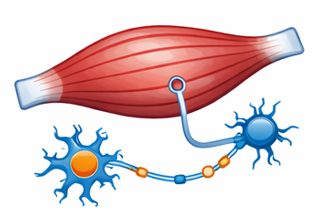 Neuromuscular Disorders